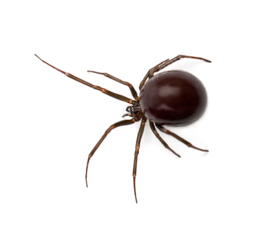 Preview: Common House Spider, Parasteatoda tepidariorum, against white background