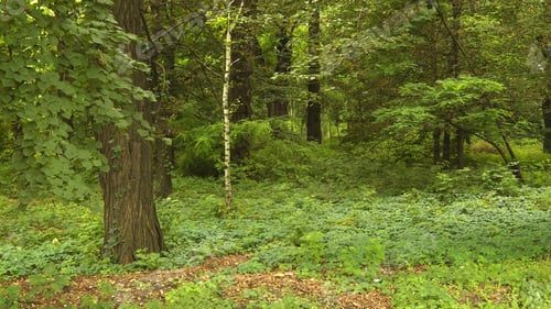 Preview: darkness, forest, horror, spooky
