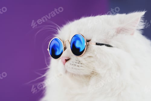 Preview: Close portrait of white furry cat in fashion sunglasses. Studio photo.