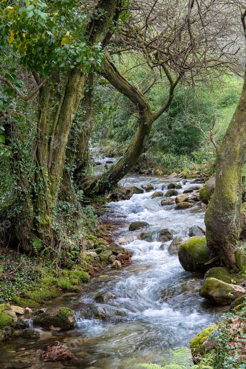 Preview: Vertical shot of a river in a green forest full of mossy rocks and bushy trees