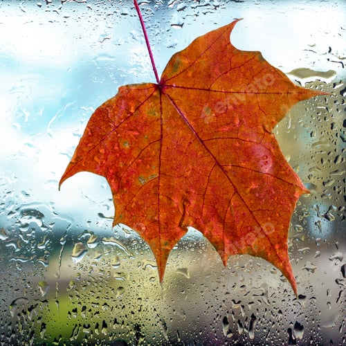 Preview: Autumn background. Drops of rain and maple leaf on the wet window glass and autumn colors of red
