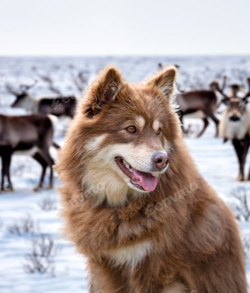 Preview: Finnish Lapphund in nature