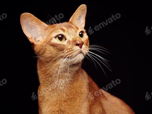 Preview: Portrait of beautiful young abyssinian cat