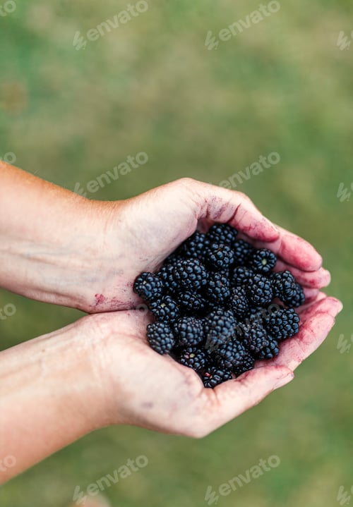 Preview: Woman's hands holding blackberries