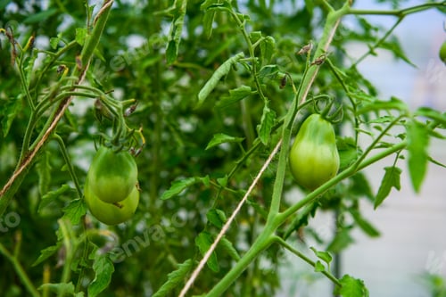 Preview: Bunch of unripe tomatoes on the bed inside greenhouse