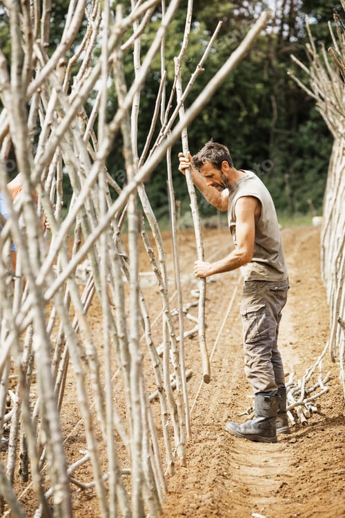 Preview: A man making a framework from pea sticks for growing vegetables in an organic vegetable plot.