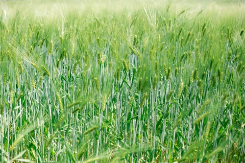 Preview: Green wheat field