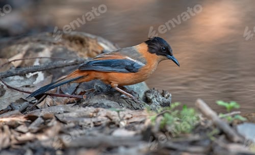 Preview: Rufous sibia