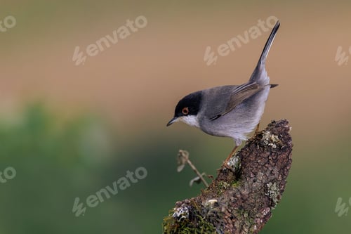 Preview: Sardinian warbler (Curruca melanocephala) perched on a mossy tree branch