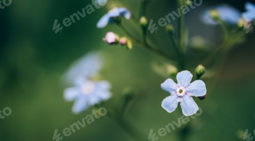 Preview: Blue myosotis flowers against blurred background