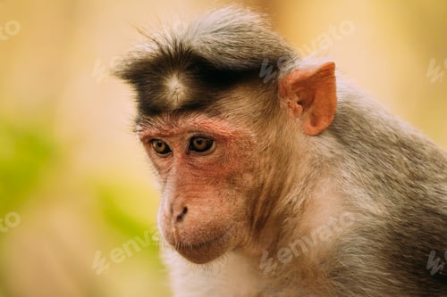 Preview: Goa, India. Bonnet Macaque Monkey - Macaca Radiata Or Zati. Close Up Portrait