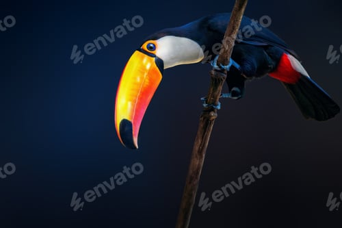 Preview: Toco Toucan bird on a blue background (Ramphastos toco)