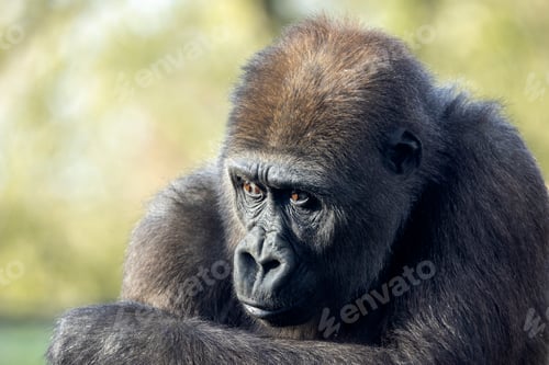 Preview: close up of a young female Western Lowland gorilla on blurred background