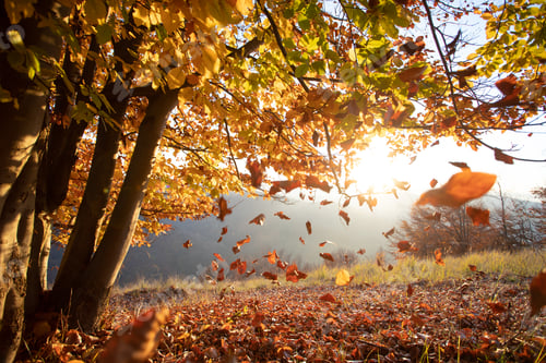 Preview: Beautiful autumn landscape with yellow trees and sun. Colorful foliage in the park.