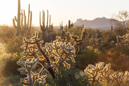 Preview: Cactuses in Arizona