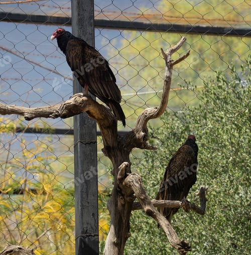 Preview: Turkey vultures in an enclosure at the zoo