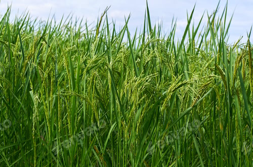 Preview: The green rice fields are blooming