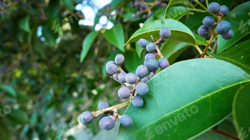 Preview: Closeup shot of Ligustrum lucidum ripening in the garden on a gloomy day