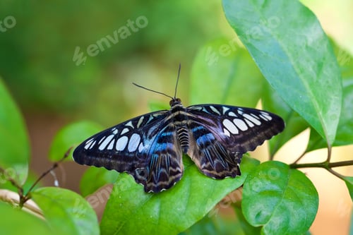 Preview: Clipper Butterfly