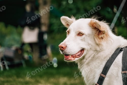 Preview: close up of dog see something, white dog with nature background