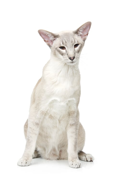 Preview: Beautiful oriental siam cat