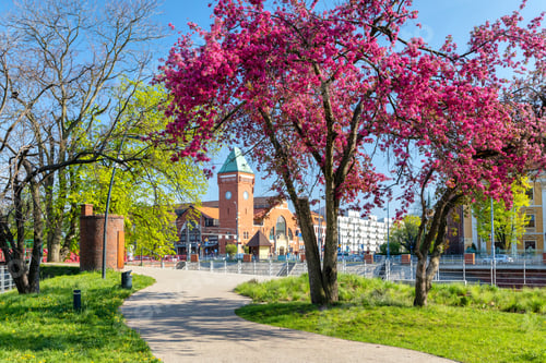 Preview: Spring season in Wroclaw, Poland. Blooming tree on Daliowa Island with Hala Torgowa market