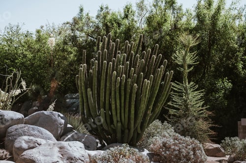Preview: Prickly wild cactus