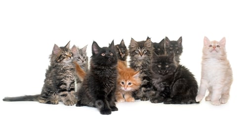 Preview: maine coon kitten