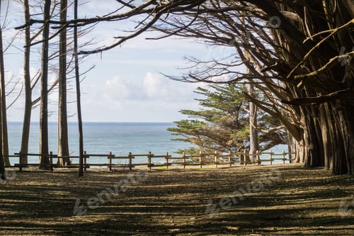 Preview: Cypress forest on the Pacific Ocean shoreline