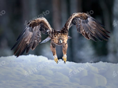 Preview: Golden eagle (Aquila chrysaetos)
