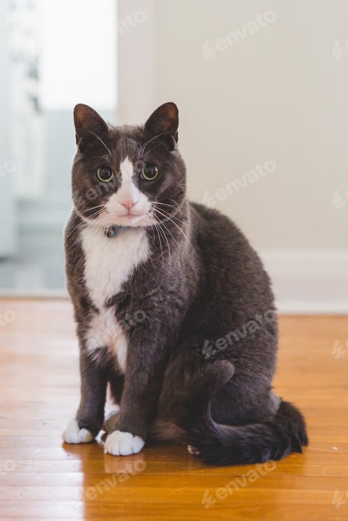 Preview: Grey Tuxedo Cat