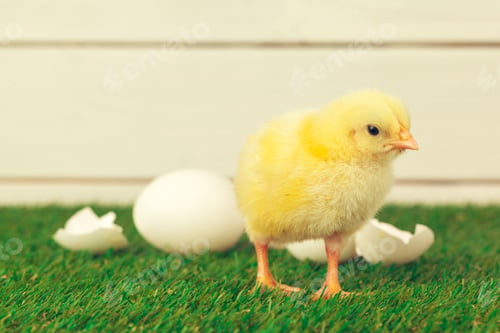 Preview: Little chicken on the grass. Creative photo
