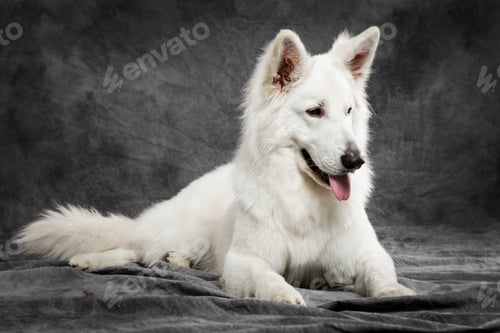 Preview: Studio portrait of an expressive White Swiss Shepherd dog