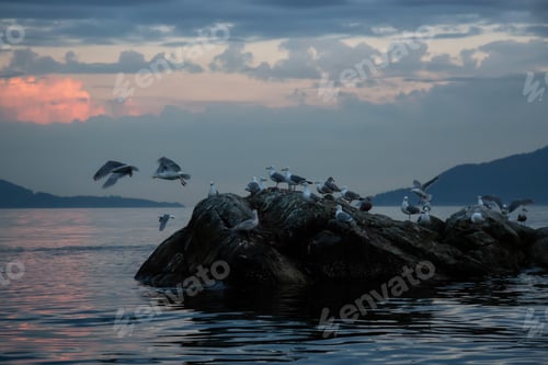 Preview: Flock of seagull on a rocky island during a vibrant sunset
