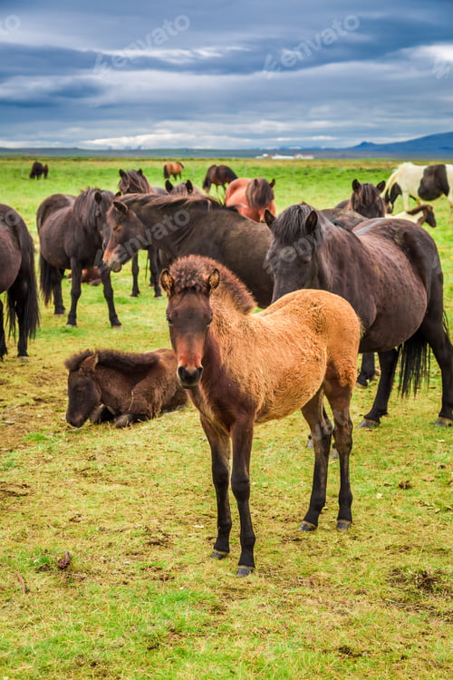 Preview: Horses with foals in the Iceland mountains