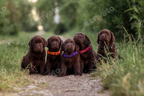 Preview: chocolate labrador puppies in the summer in nature at sunset on the grassv sitting on the road