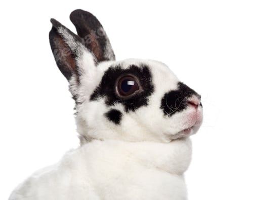 Preview: Close-up of Dalmatian Rabbit against white background