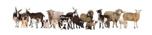 Preview: Group of many goats and sheep in a row, isolated