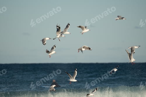 Preview: Seagulls in flight
