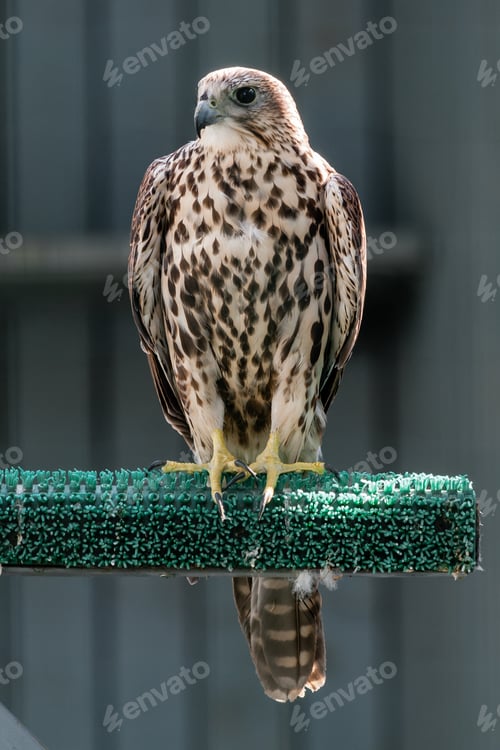 Preview: Beautiful falcon