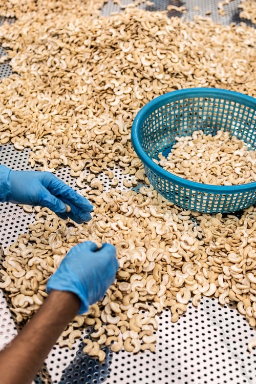 Preview: workers sorting cashew nuts at modern industrial agriculture factory in cambodia