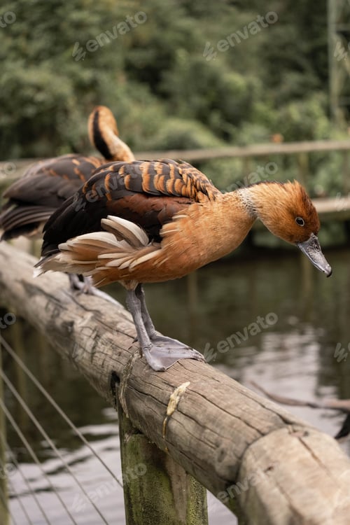 Preview: Brown red whistling duck perching on wood