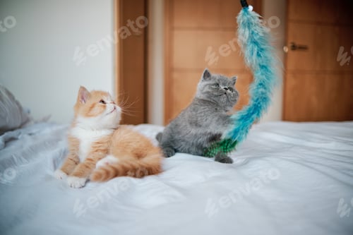 Preview: young little cats playing on top of the bed