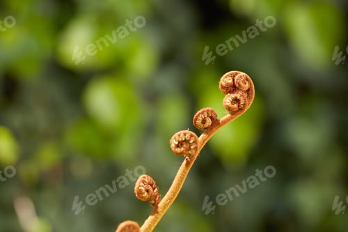 Preview: Flowers, plants and trees on mountain side in South Africa