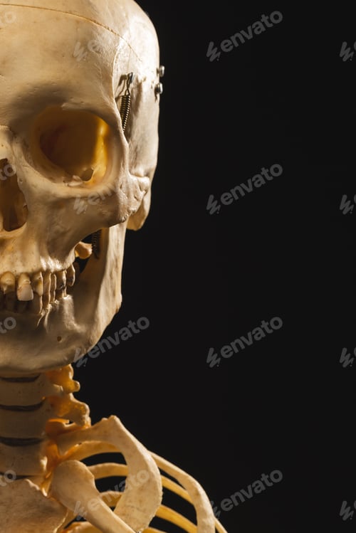 Preview: Vertical image of plastic skeleton with copy space on black background