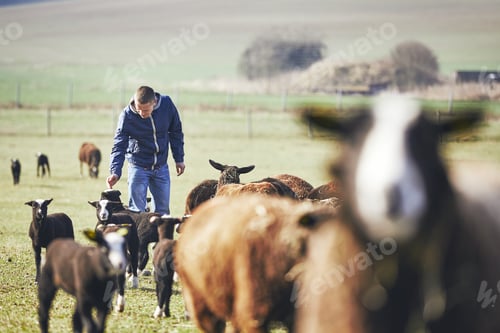 Preview: Sunny morning on the rural farm