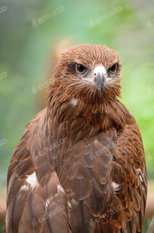 Preview: Black Kite