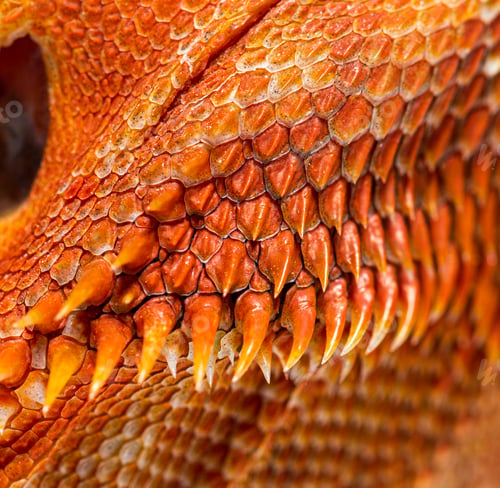 Preview: Details, macro of reptile scales of Pogona, agame barbu