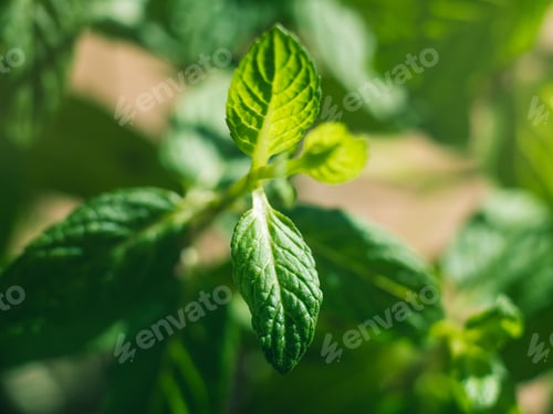 Preview: Mint herb plant macro shot on sunny day
