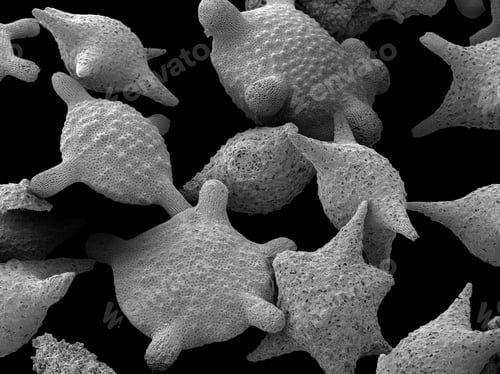 Preview: Microscopic image of starshaped particles
